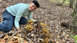 ШИКАРНЕЙШИЙ СБОР ОПЯТ В БАХЧИСАРАЙСКОМ РАЙОНЕ. Опята, рыжики, оленьи рожки