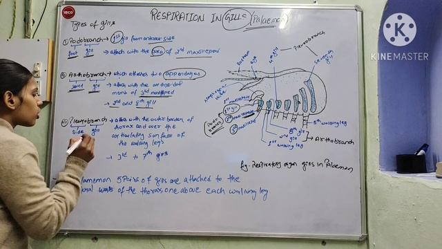 Respiration in Palaemon Part -1 смотреть онлайн