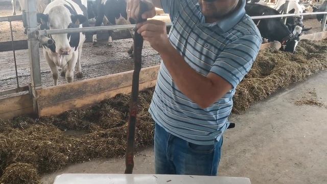 Как правильно собрать ошейник Lely для коровы