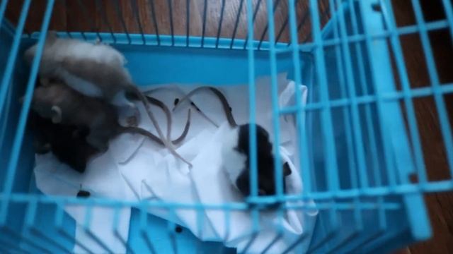 ВЗЯЛА КРЫСЯТ НА ПЕРЕДЕРЖКУ смотреть онлайн