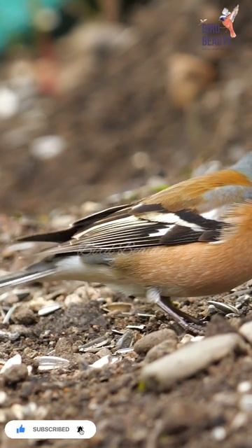 Nice Little Chaffinch | Bird Beauty #shorts #youtube #birds #nature #wildlife смотреть онлайн