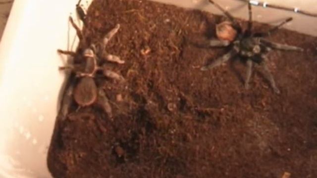 Brachypelma Vagans Mating Attempt Highspeed