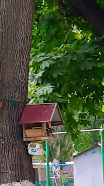 #воришкаобьявился#дятелорехиворует#пестрыйкрасавчик#shorts смотреть онлайн