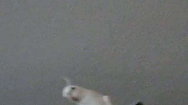 1 Видео корелла Анжелика смотреть онлайн