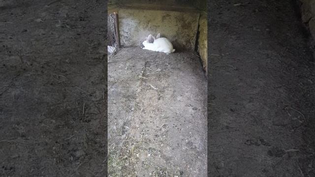 Кролики в вольєрі.. Частина 2. Кролики Тернопіль смотреть онлайн
