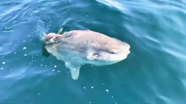 How amazing is this?!?! An Oceanic Sunfish (Mola mola) Whilst Fishing From Cape Town, South Africa смотреть онлайн