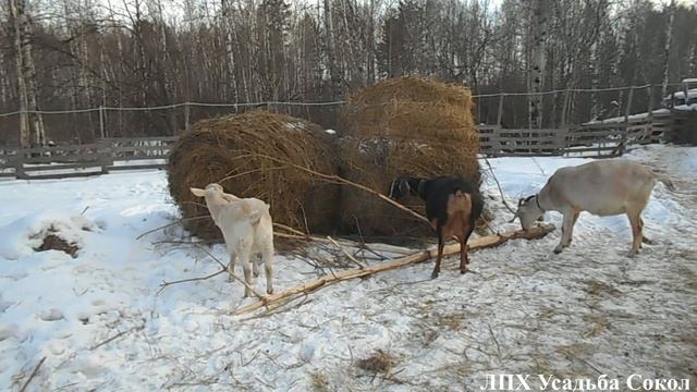 Песня козоводов смотреть онлайн