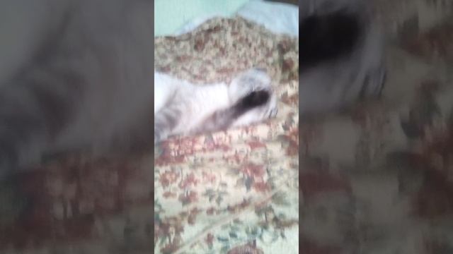 Рунтур первое видео Дуси !!! смотреть онлайн