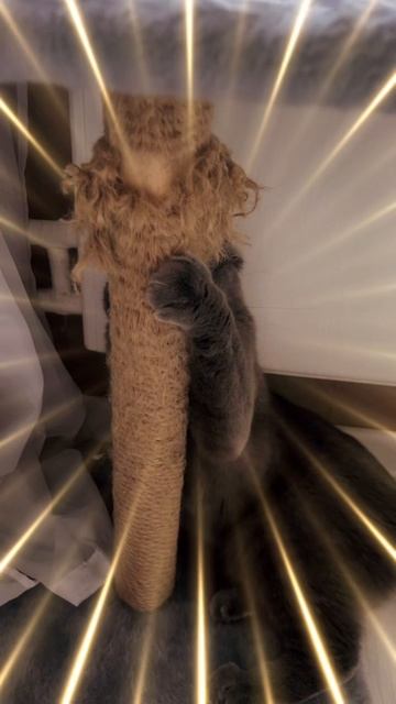 🔴КОТ СМОКИ🔴 смотреть онлайн