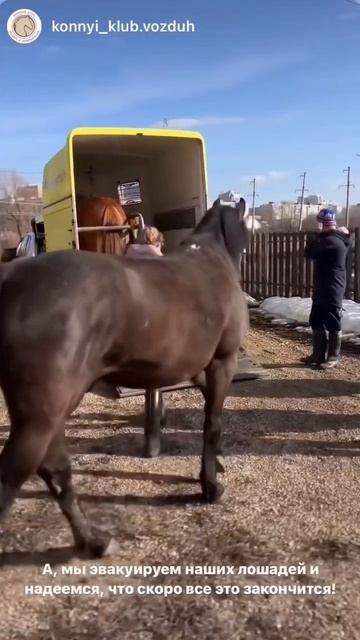 Из-за паводка в Оренбурге эвакуируют лошадей из конного клуба на переулке Бассейном смотреть онлайн