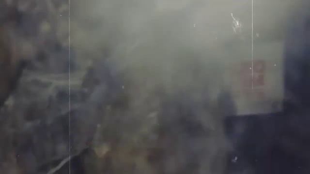 GOLDEN KNEE CHACO "Grammostola Pulchripes"😍💓 смотреть онлайн