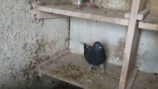 Голуби Николаевские буду убирать не нужную масть смотреть онлайн