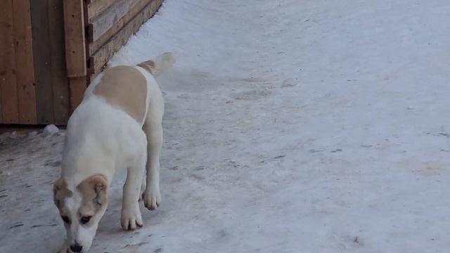 Алабайчики из помета "Ф" от пары Питон × Вака смотреть онлайн