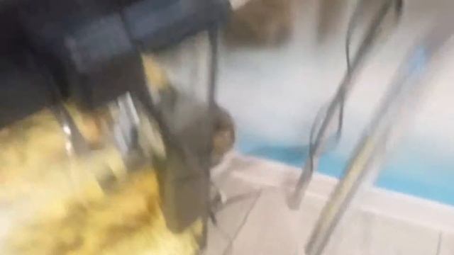 Новый питомец смотреть онлайн