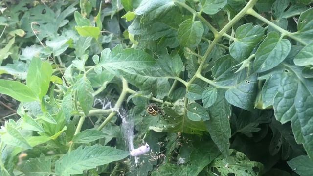 Про мой огород и не только. Аргиопа. смотреть онлайн