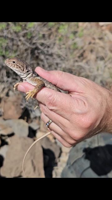 Eastern Collared Lizard #herping #reptiles #lizard смотреть онлайн