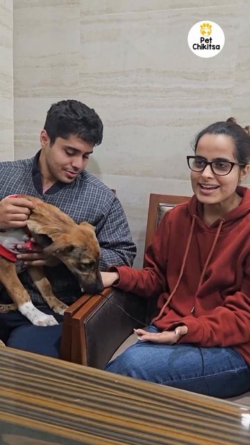 Case Testimony | #petcare #pets #shortsvideo #shortsviral смотреть онлайн