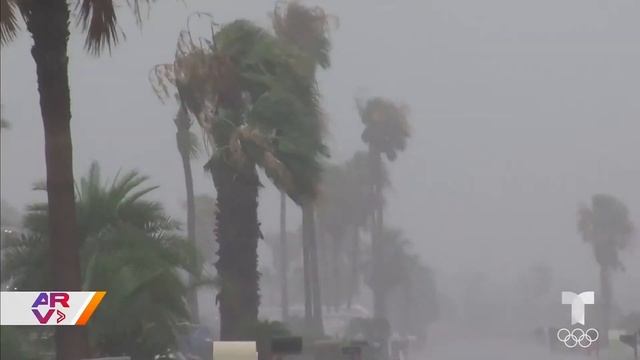 Top 5: Platillo con hormigas, se forma primera tormenta, ley ayudará a inmigrantes indocumentados смотреть онлайн