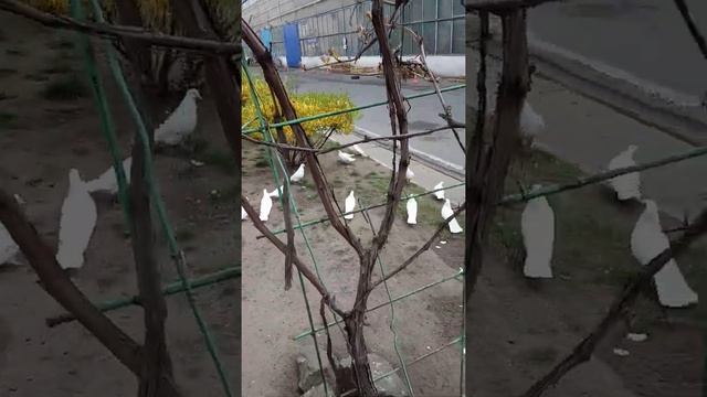 Иранские белые! смотреть онлайн