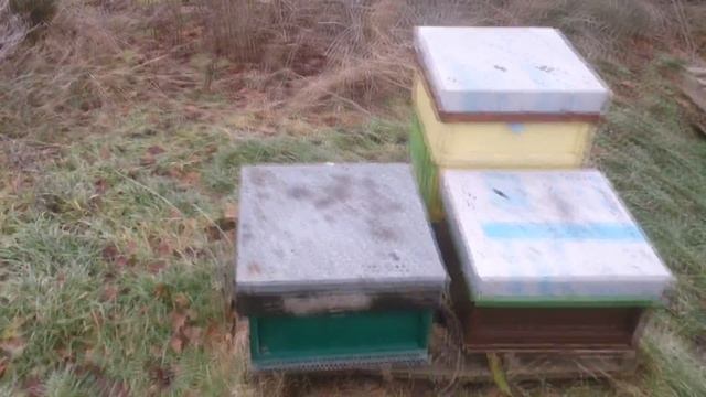 Пчеловодство в Англии. ПАСЕКА на 27.1.2017 ч1 смотреть онлайн