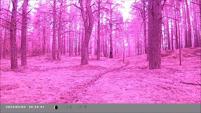 Звериная тропа. Результат работы фотоловушки за 6 дней / Camera trap video wildlife смотреть онлайн