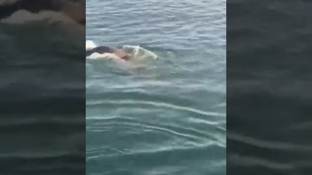 Дельфин играет смотреть онлайн