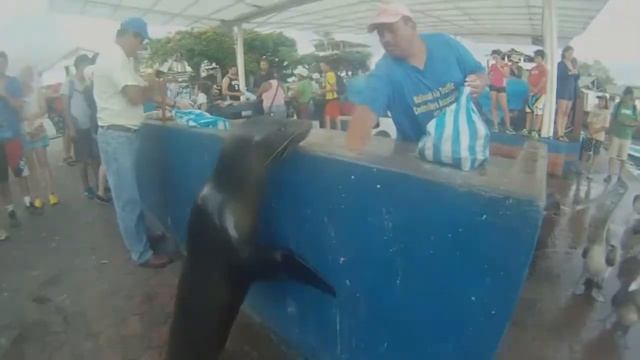 Galapagos Islands SCUBA diving and island living 2014 смотреть онлайн