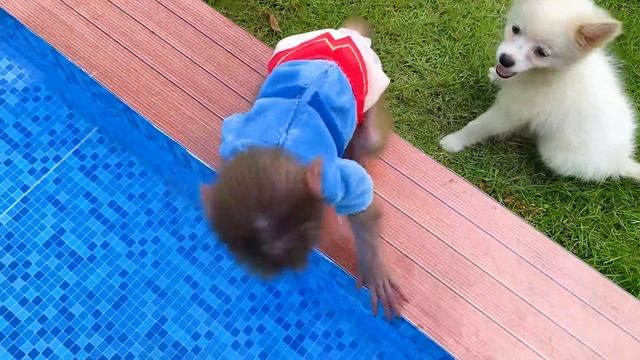 Baby monkey Bon Bon playing in the pool with puppy and eating fruits смотреть онлайн