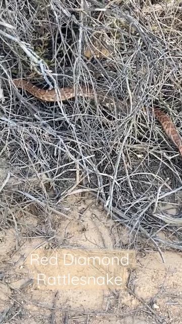 Red Diamond Rattlesnake blends in so well. It was just sitting on the trail coiled up. #snake￼ смотреть онлайн