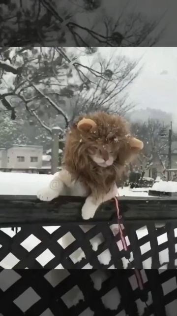 cute lion mane cat costume wig😍🤣#cat #shorts смотреть онлайн