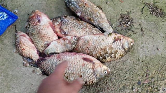 Килограмовые караси от Ото))) смотреть онлайн