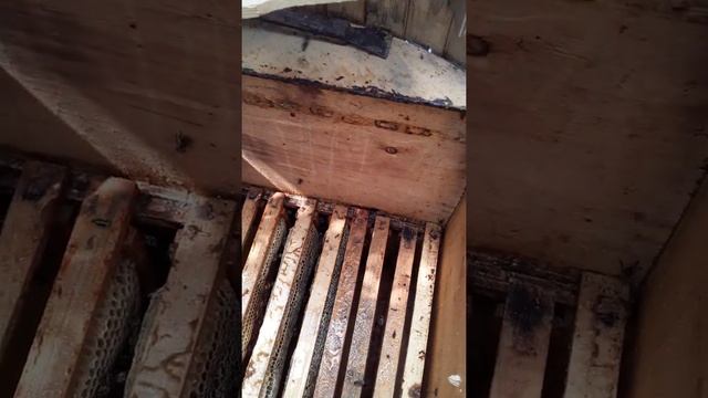 Вылет роя 18 июня 21 года часть 3. Пасека Новик. смотреть онлайн