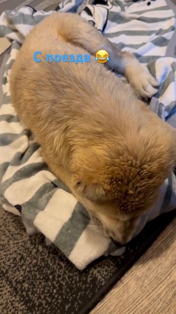 Он дома♥️ #dog #dogfamily #fypvideo #shorts #алабай #щенок #frends #fyptiktok #fypshorts смотреть онлайн
