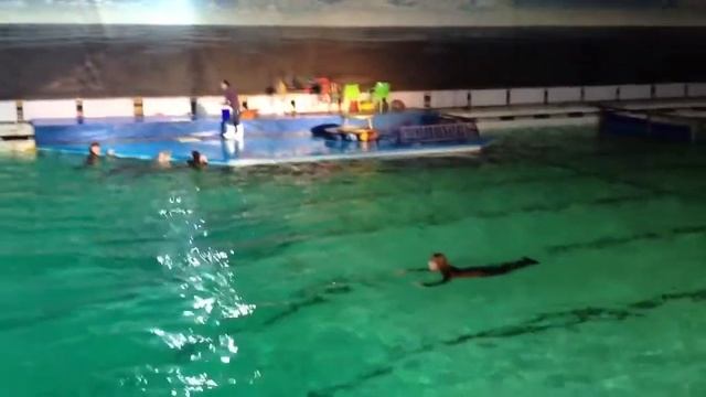 Дельфин Михей смотреть онлайн