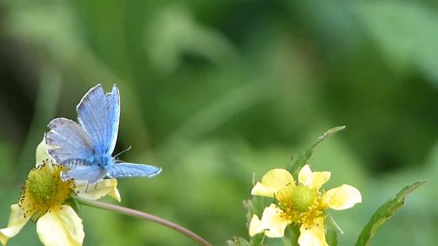 Silver-studded Blue on Yellow Avens ヒメシジミ♂がオオダイコンソウを訪花吸蜜 смотреть онлайн