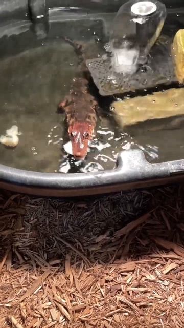 My reptile🥰🥰 #shorts #reptiles #caiman #alligator #crocodile #lizard #snakes смотреть онлайн