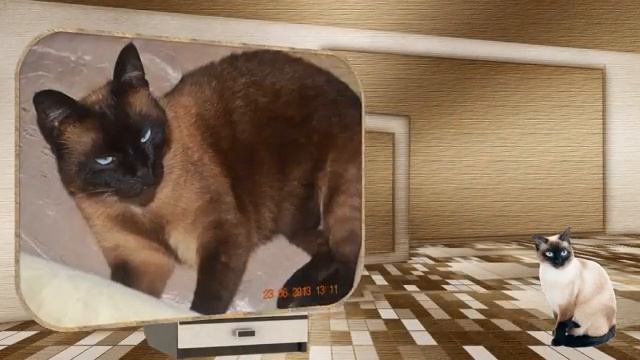 Мои кошечки: Тиша, Даша, Алиса, Вася смотреть онлайн