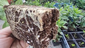 Остановившиеся в росте гортензии после обрезки пошли в рост 🌿Сажаем гортензии из р9 в грунт в июне