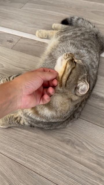 Накидаете лайков Аиду? #кот смотреть онлайн