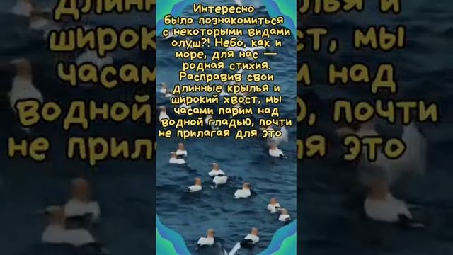 Олуша - что за птица? смотреть онлайн