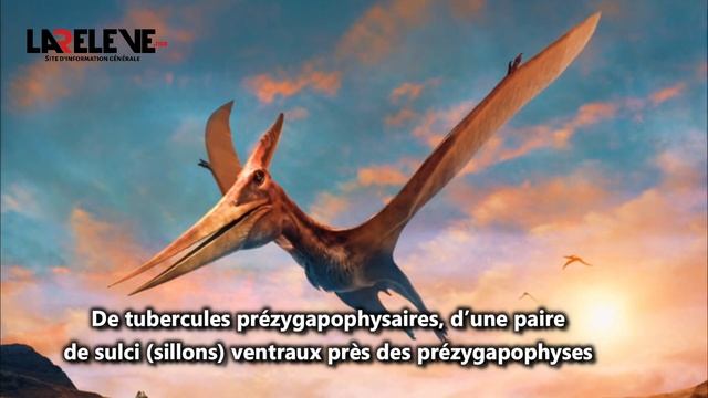 Découverte d’un grand ptérosaure azhdarchidae au Maroc смотреть онлайн