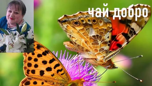 Стрим+Бот ,знакомство общение смотреть онлайн