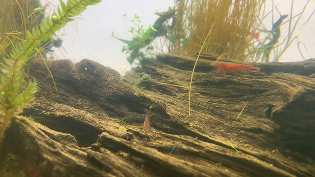 Stenopus hispidos, camarón boxeador, gallito gamba de agua salada смотреть онлайн