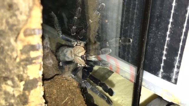 Cyriopagopus Sp Hati Hati Out Of Her Burrow. (Expletives)