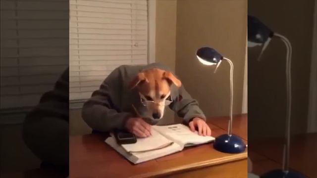 Прикол ! Новинка ! Собака человек смотреть онлайн