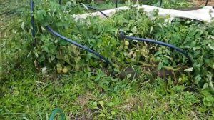 🐗🐽КАБАН ЯША СЧАСТЛИВ❤️. ЖДЕМ ОПОРОС.🐷🐷🐷🐖🐖🐖венгерская мангалица.