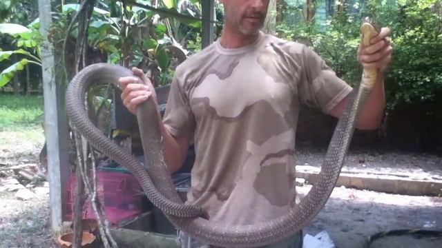 King Cobra: Snake Man Phil in Koh Samui Thailand смотреть онлайн