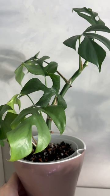 А вы знали что существует около 50 видов монстер? смотреть онлайн