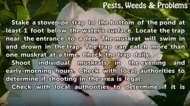 How to Control Muskrats смотреть онлайн