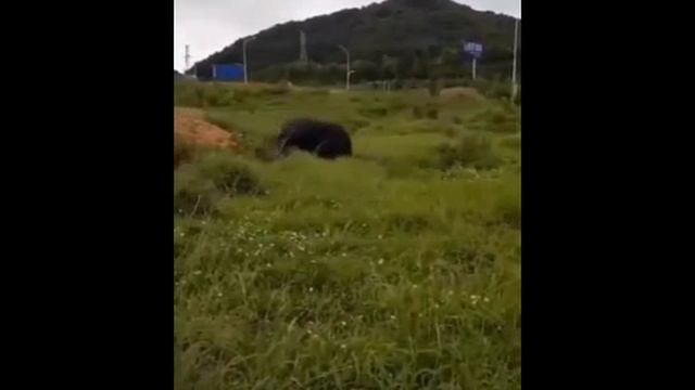 Бык играется смотреть онлайн